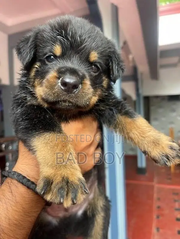 Rottweiler
