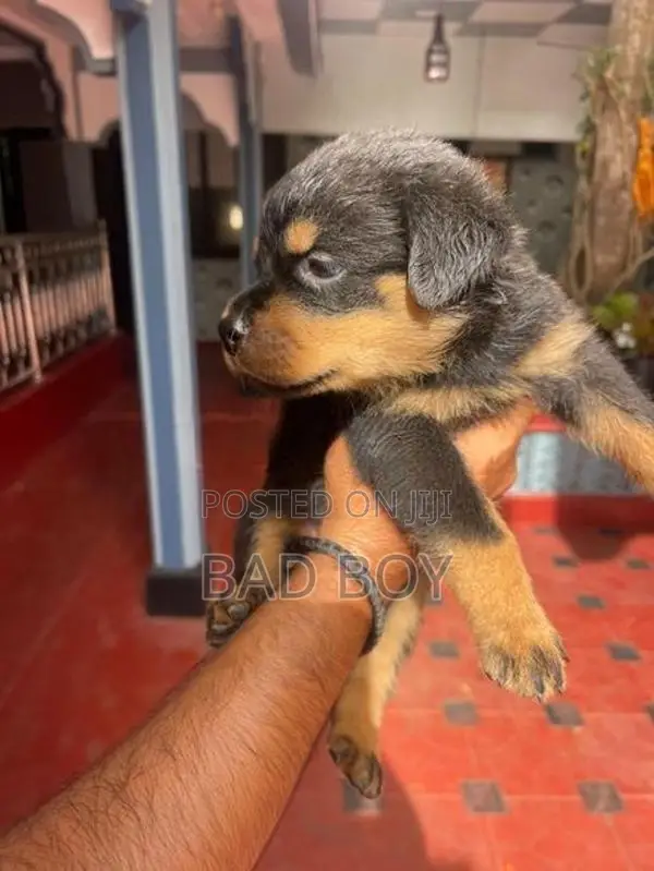 Rottweiler