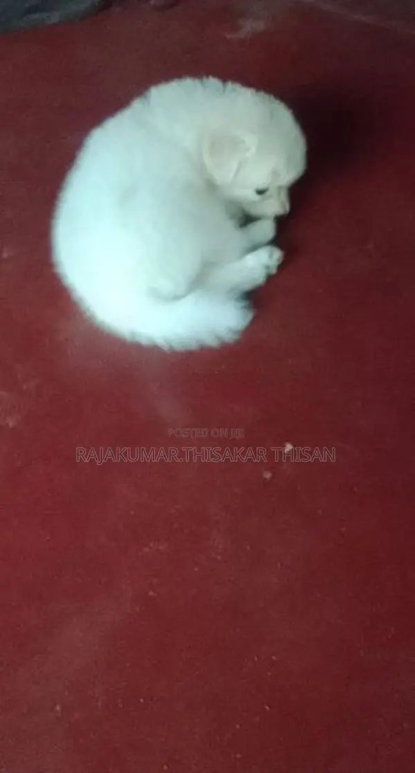 Pomeranian Puppy
