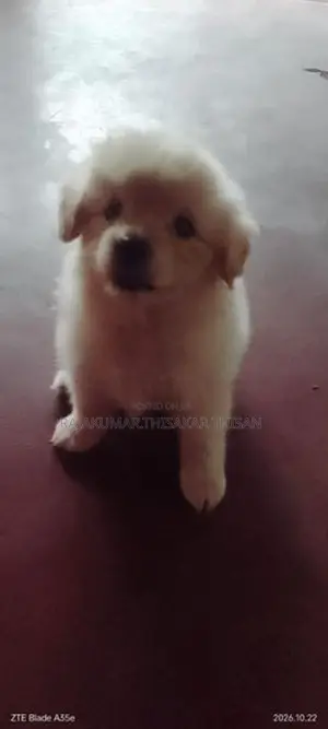 Pomeranian Puppy