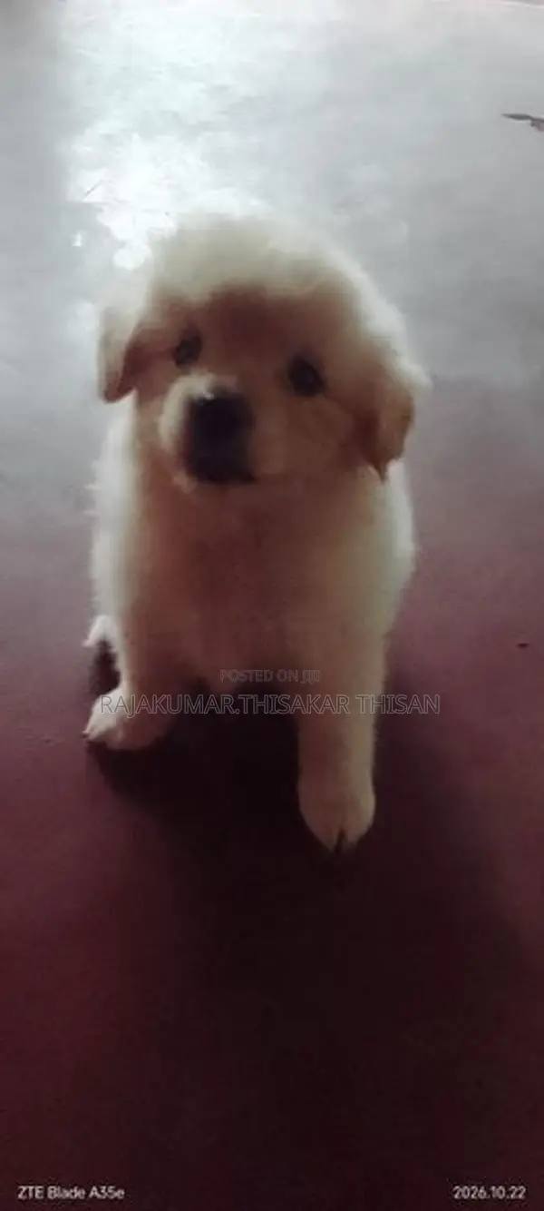 Pomeranian Puppy