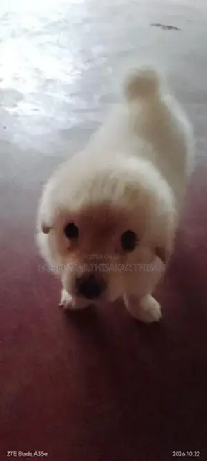 Pomeranian Puppy