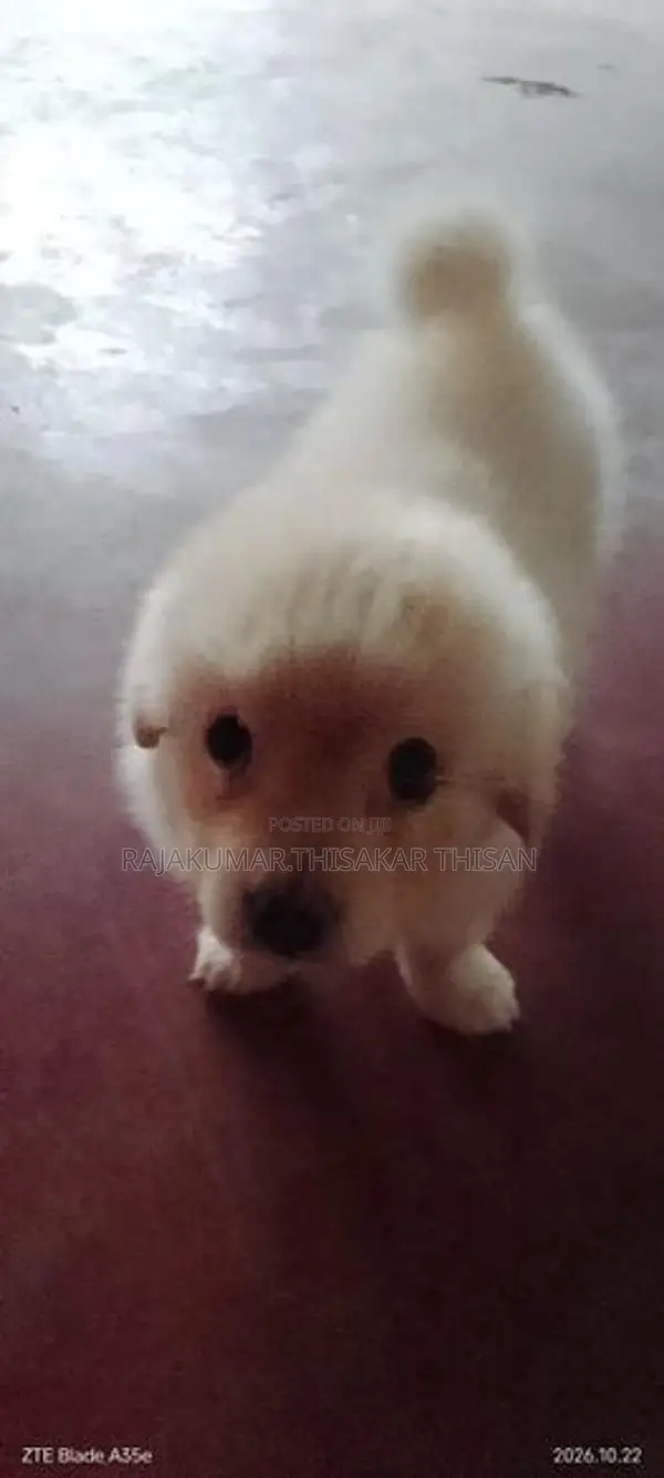 Pomeranian Puppy