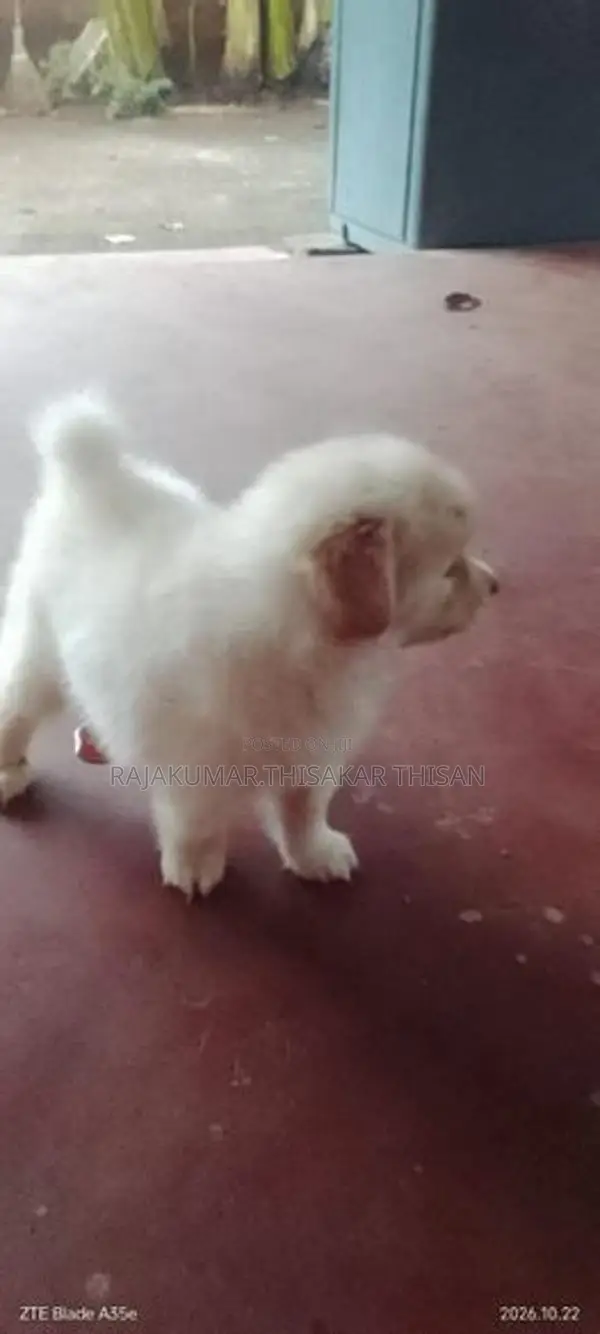 Pomeranian Puppy