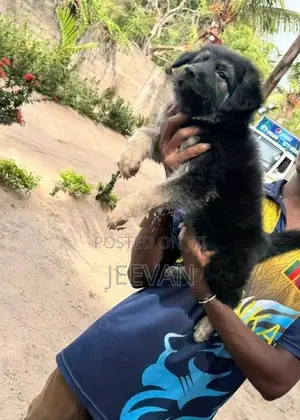 German Shepherd