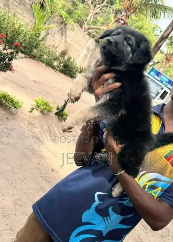 German Shepherd