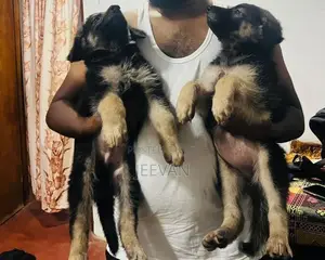 German Shepherd