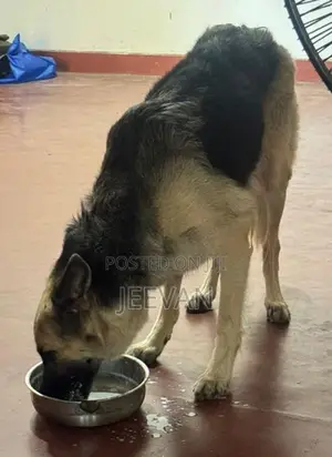 German Shepherd