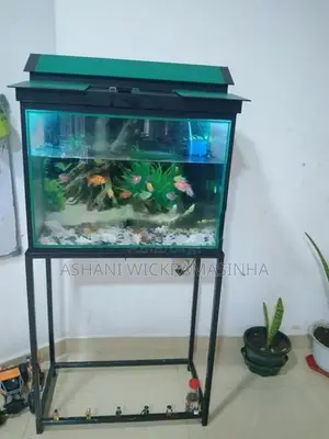 මාළු ටැංකියක්