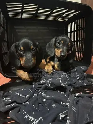 Dachshund Puppies Pure Breed