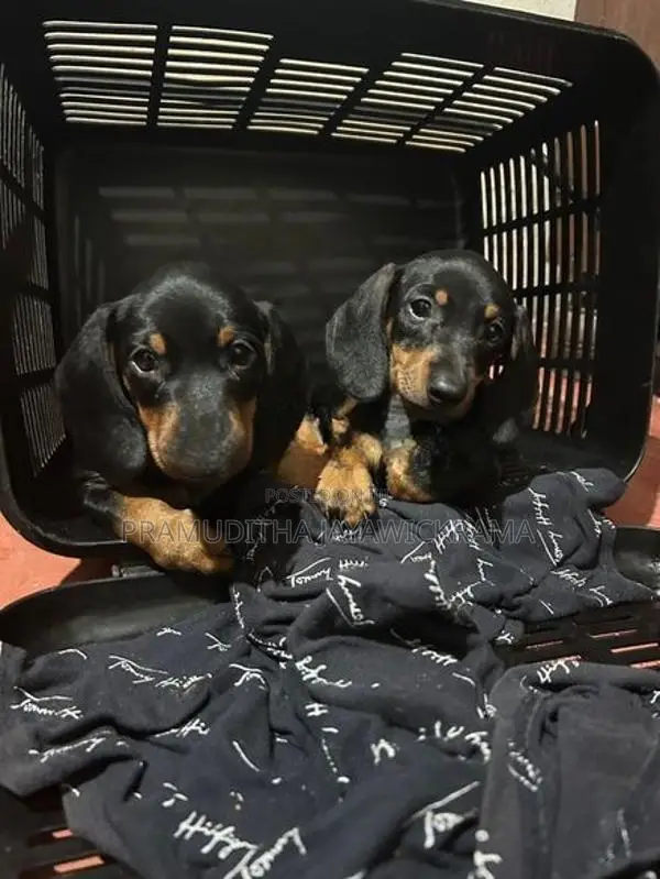 Dachshund Puppies Pure Breed