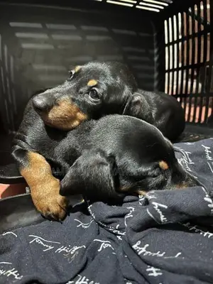 Dachshund Puppies Pure Breed