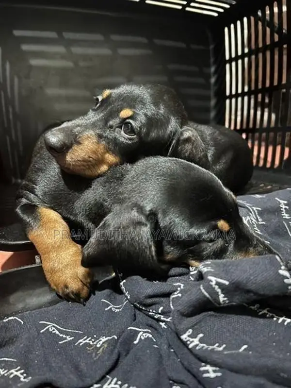 Dachshund Puppies Pure Breed