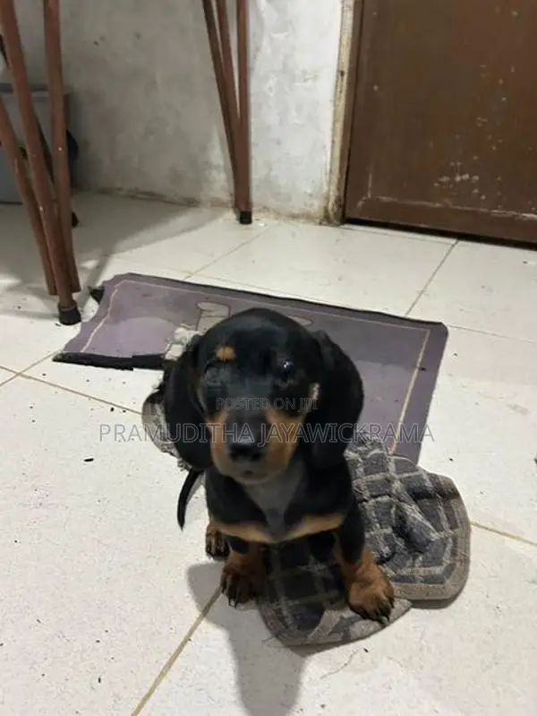 Dachshund Puppies Pure Breed