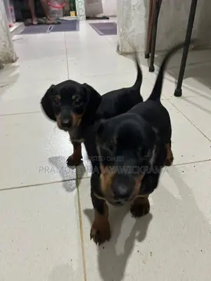 Dachshund Puppies Pure Breed