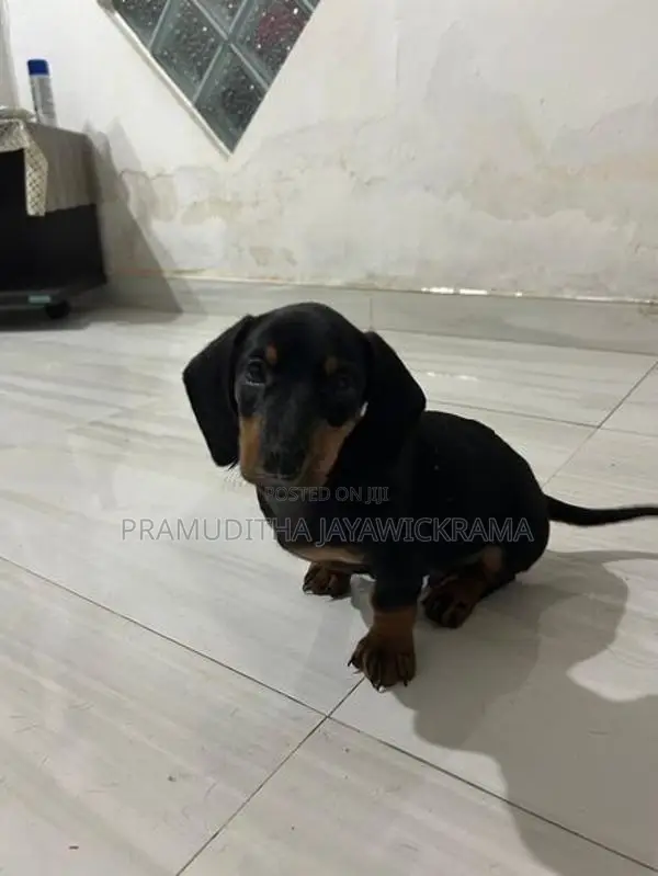 Dachshund Puppies Pure Breed