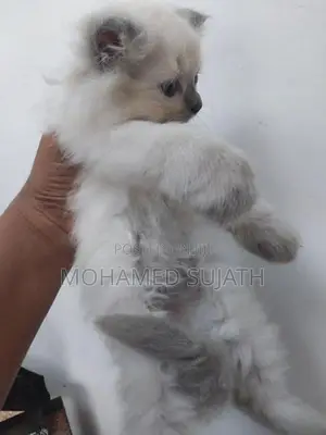 Persian Cat