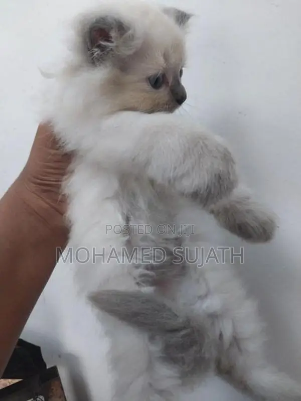 Persian Cat