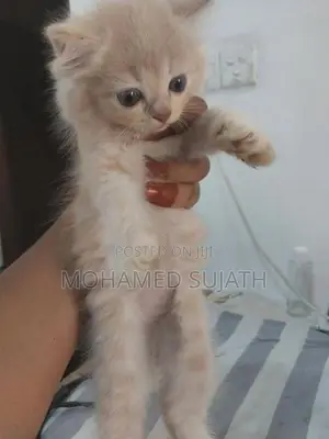 Persian Cat