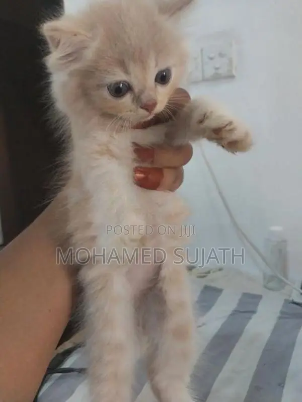Persian Cat