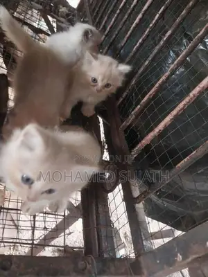 Persian Cat