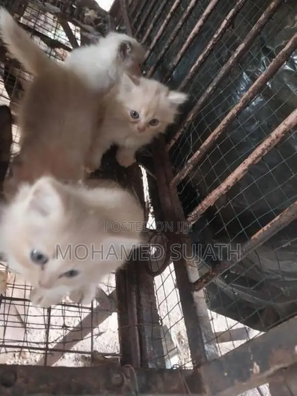 Persian Cat