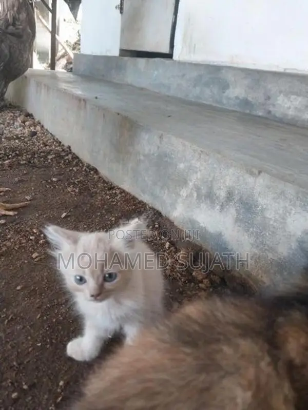 Persian Cat