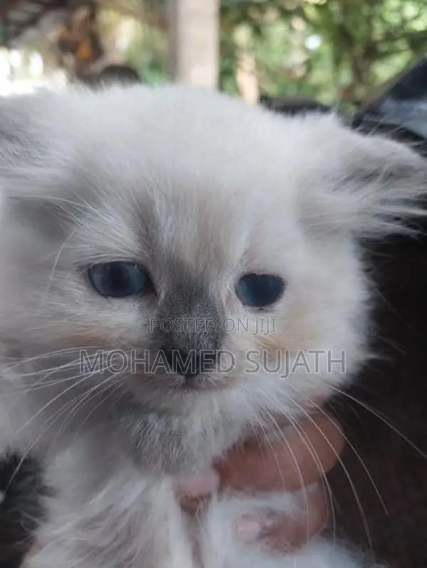 Persian Cat