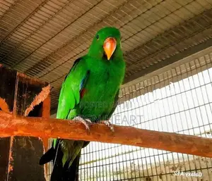 Eclectus Birds