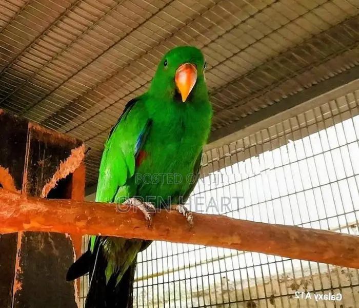 Eclectus Birds