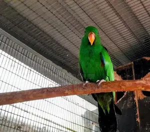 Eclectus Birds