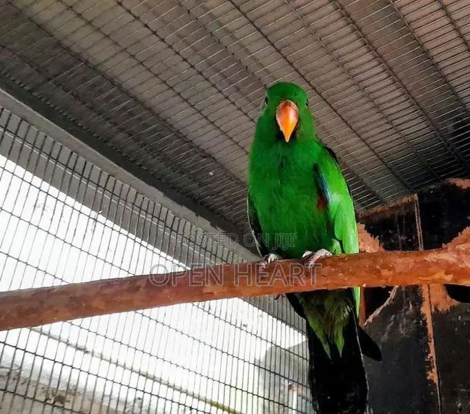 Eclectus Birds