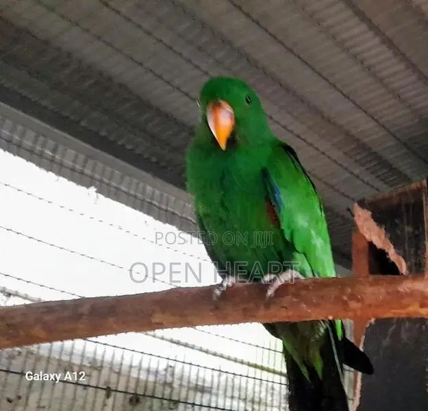 Eclectus Birds