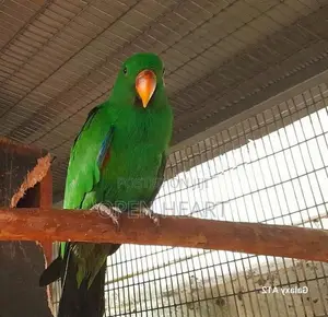 Eclectus Birds