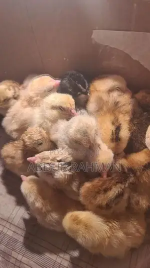 நாட்டுக்கோழி குஞ்சுகள்