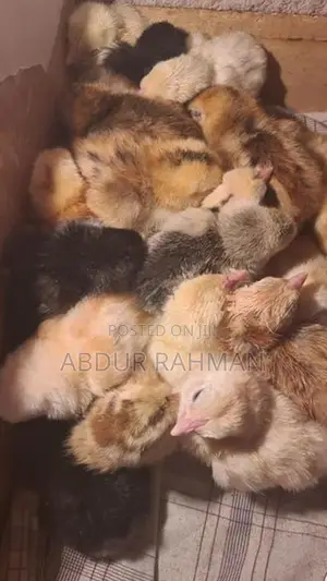 நாட்டுக்கோழி குஞ்சுகள்