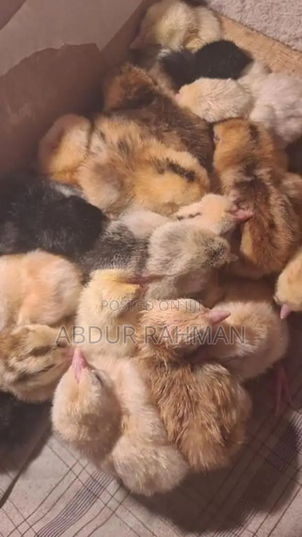 நாட்டுக்கோழி குஞ்சுகள்