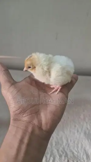 நாட்டுக்கோழி குஞ்சுகள்