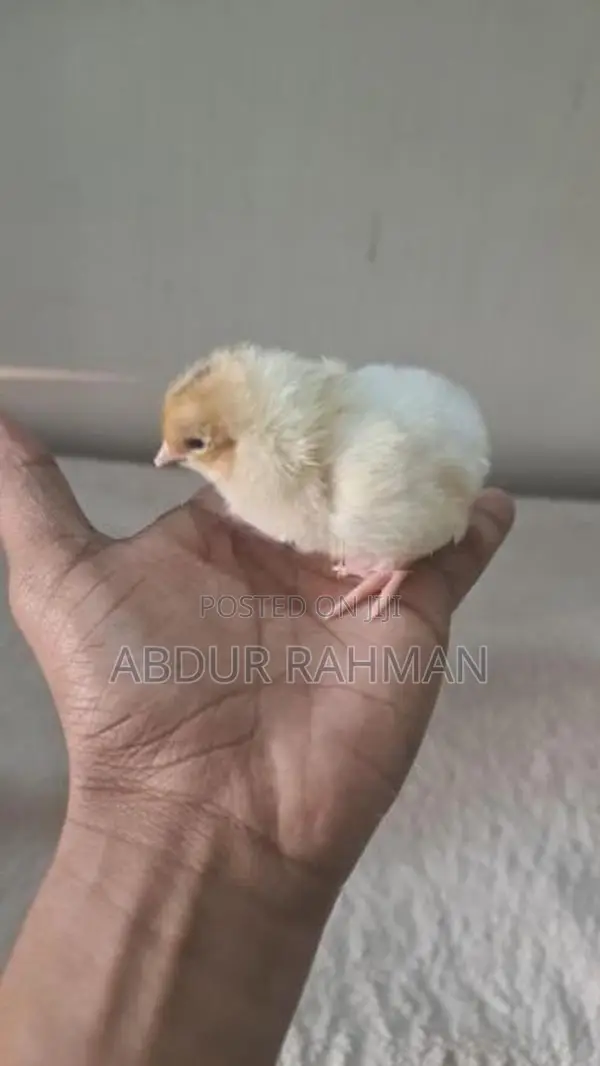 நாட்டுக்கோழி குஞ்சுகள்