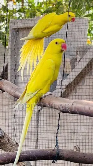 Ringneck Birds