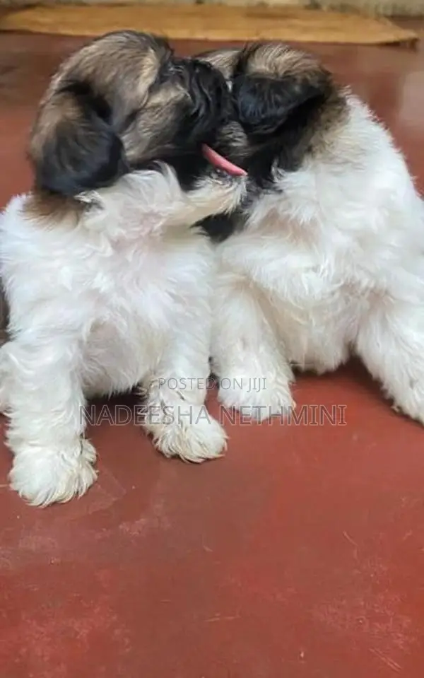 Shih Tzu