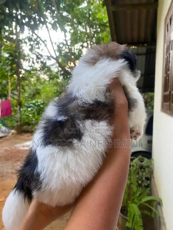 Shih Tzu