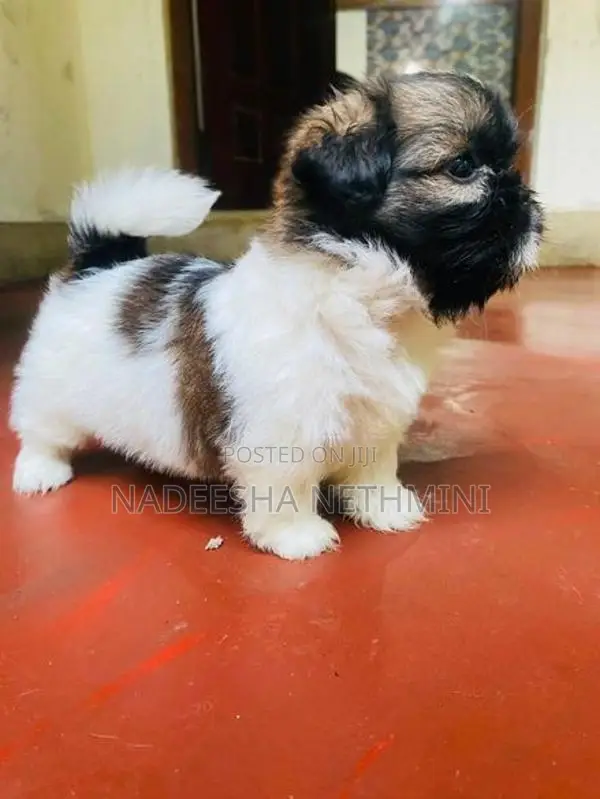 Shih Tzu