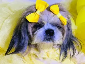 Shih Tzu