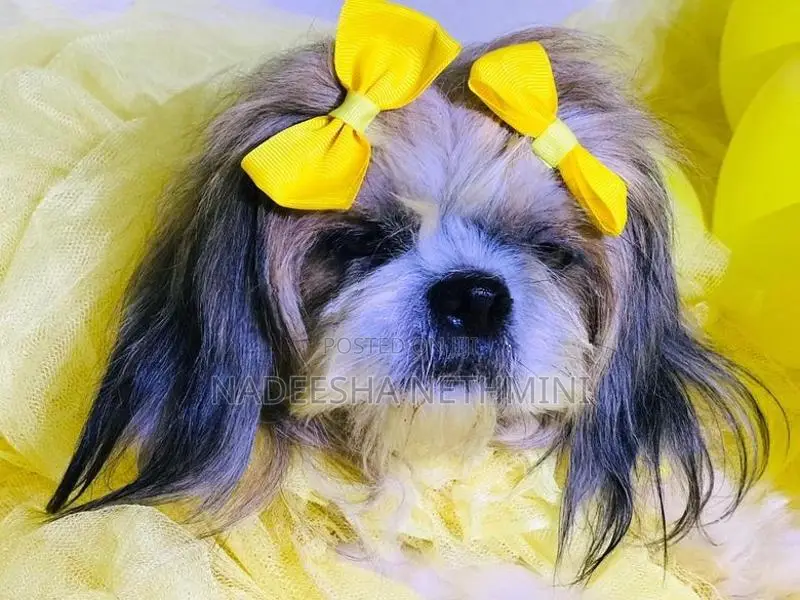 Shih Tzu