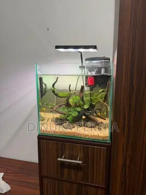 Fish Tank with Accessories