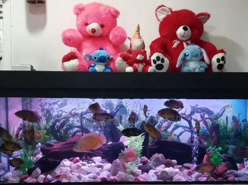 Aquarium Fish Tanks