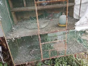 Birds Home