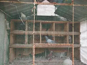 Birds Home