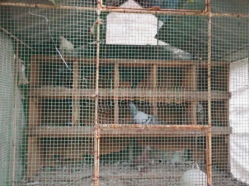 Birds Home